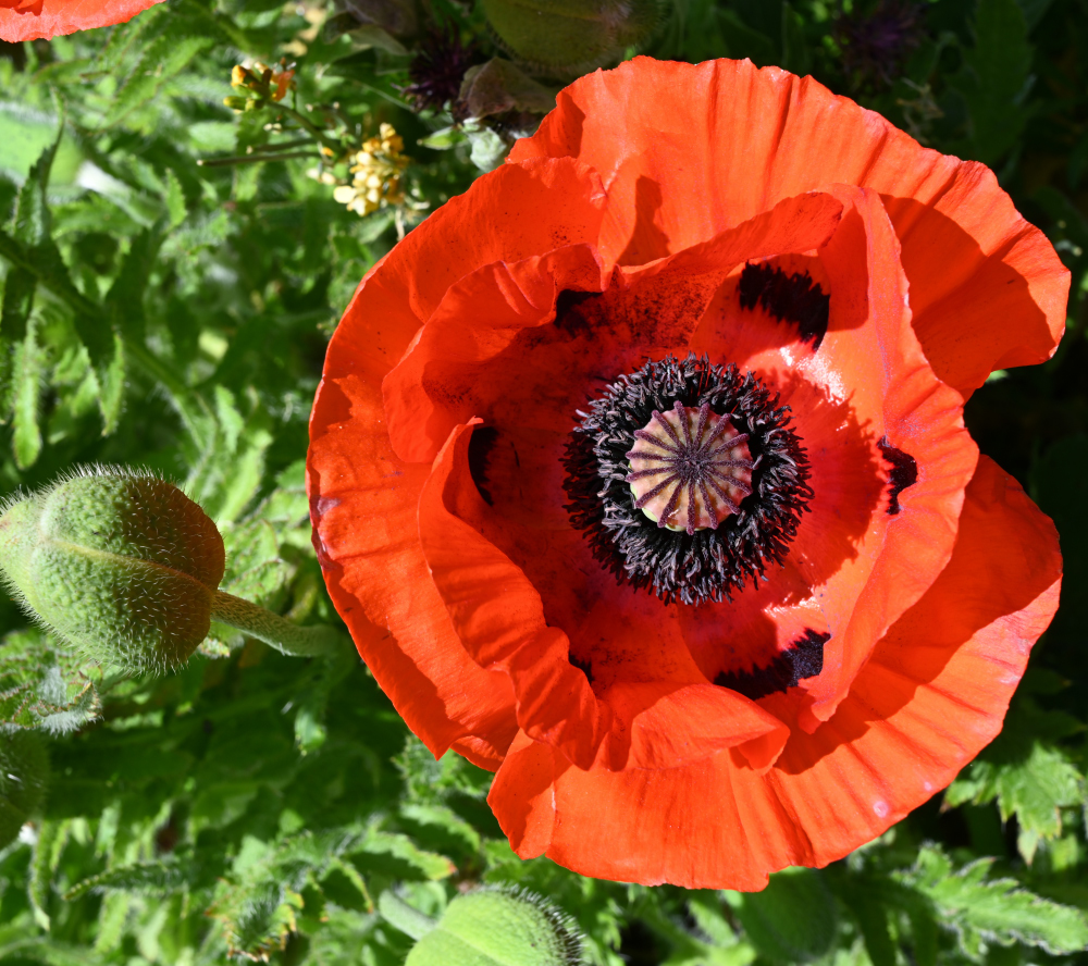 poppy